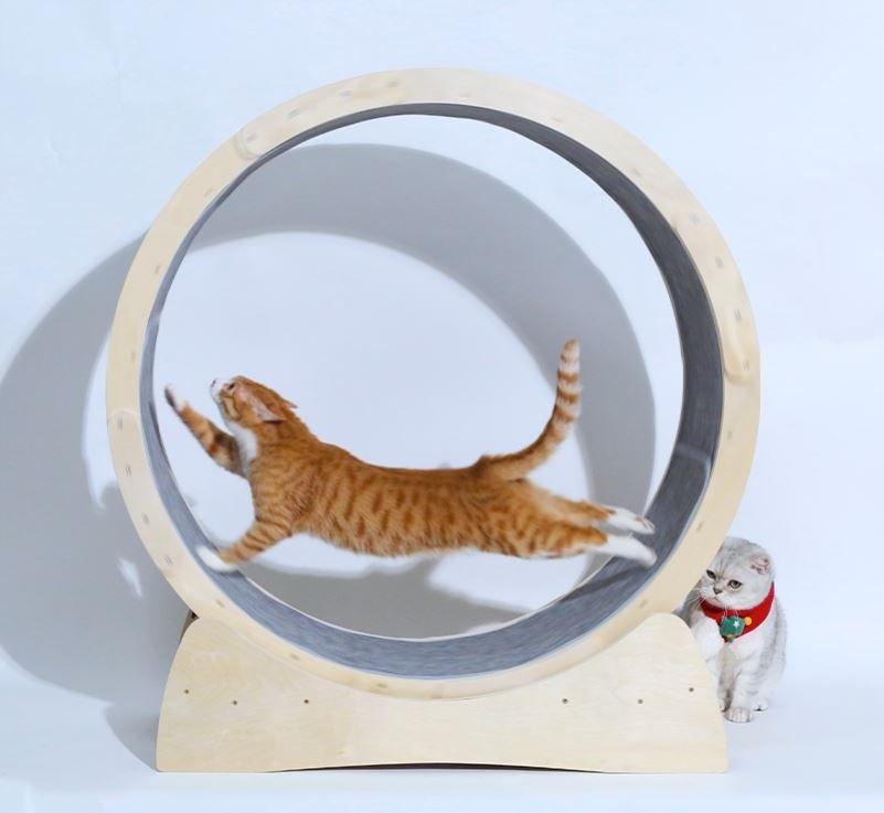 Cat Fitness Fun Roller